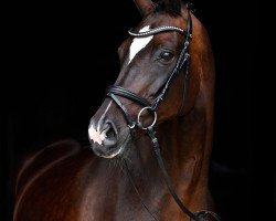 broodmare Unica X (Holsteiner, 2004, from Silvano)