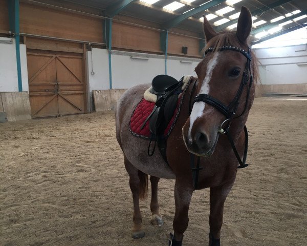 dressage horse Holle (Hungarian Warmblood, 2004)