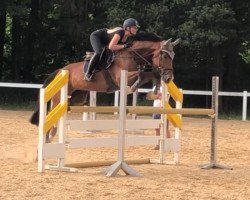 Springpferd Canmore Rocky (Ungarisches Warmblut, 2014, von Calgary)
