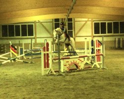 Cavallo da salto Barados du Rouet M.B (Cavallo Warmblood Polacco, 2010, di Bajou du Rouet)