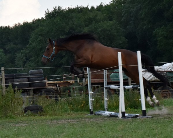 broodmare Juvida CB (Mecklenburg, 2015, from Juventus)