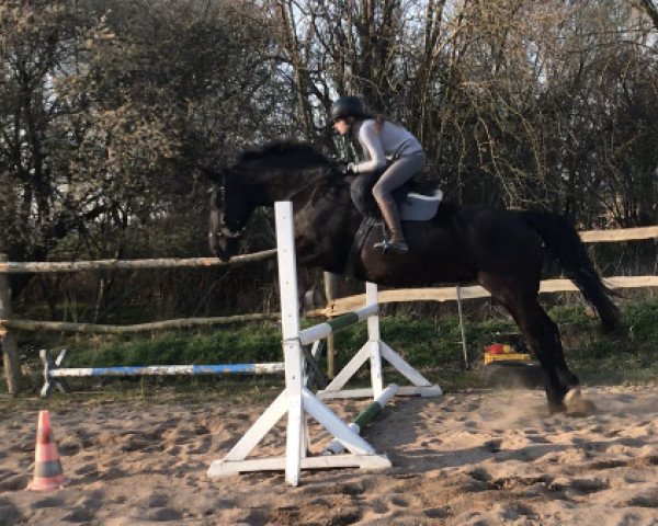 horse Eik (Sachs-door. Heavy Warmbl., 2010, from Eichbaum)