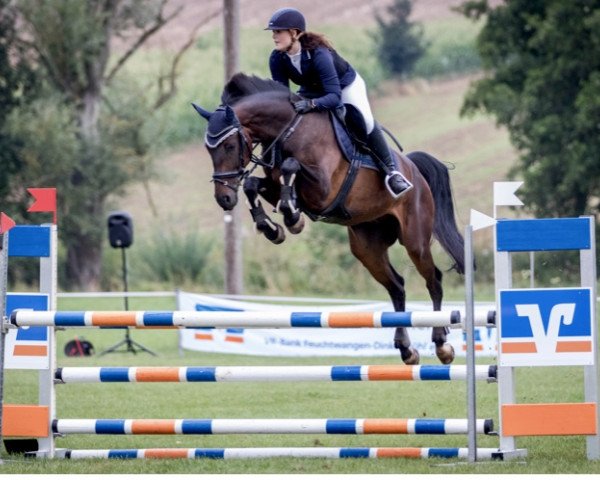 jumper Cumpel 3 (Oldenburg, 2010, from Carinus)