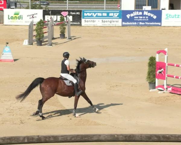 Torneo Equestre Wädenswil 2026