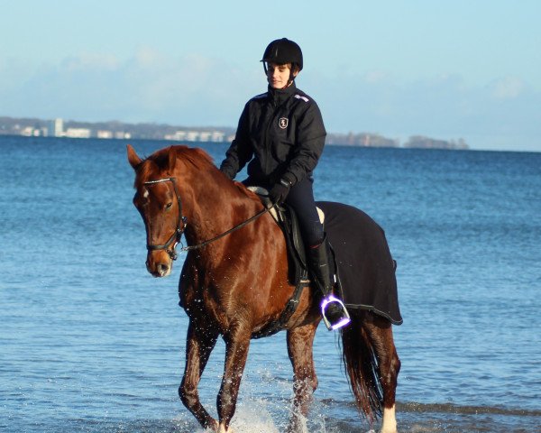 horse Starlight S2 (Oldenburg, 2011, from Sir Nymphenburg I)