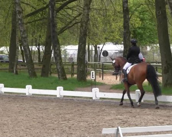 Großes Reit- und Springturnier Heiden 2015