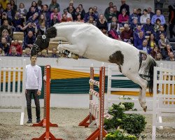 Springpferd Grenoble (Trakehner, 2017, von Marseille 6)