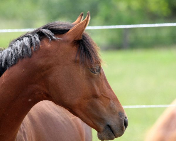 Pferd Weidners Dark Chocolate (Deutsches Reitpony, 2018, von D-Power AT)