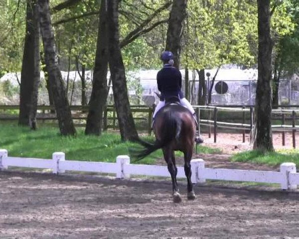 Großes Reit- und Springturnier Heiden 2015