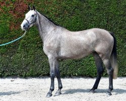 Springpferd Cellatrice (Zangersheide Reitpferd, 2013, von Clarissimo Z)