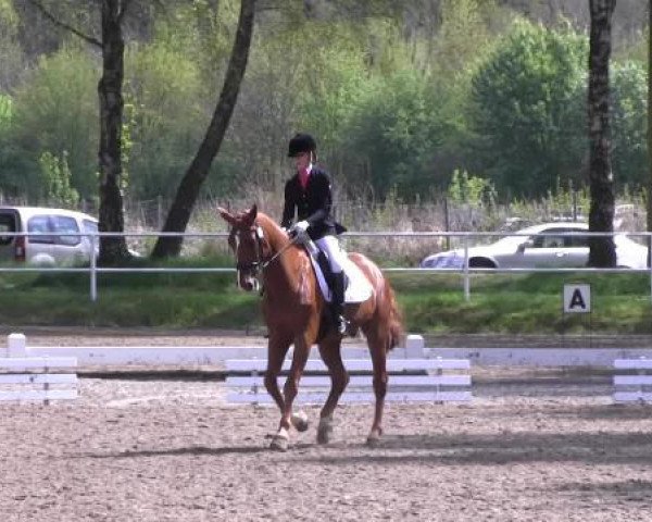 Großes Reit- und Springturnier Heiden 2015