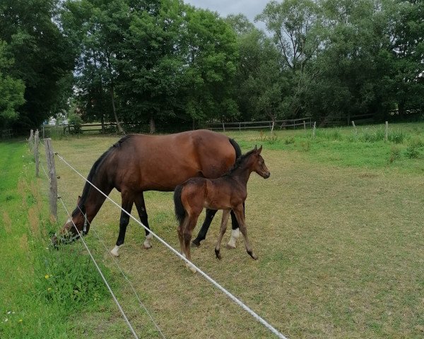 horse Number two (German Sport Horse, 2020, from Nice Dannon xx)