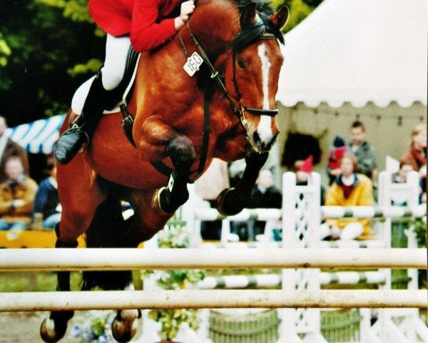 jumper Catharo (Holsteiner, 1993, from Calando I)