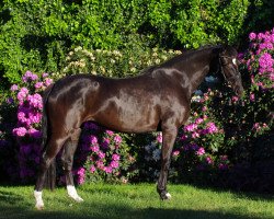 broodmare Fille Noire (Westphalian, 2017, from Fürst Wilhelm)