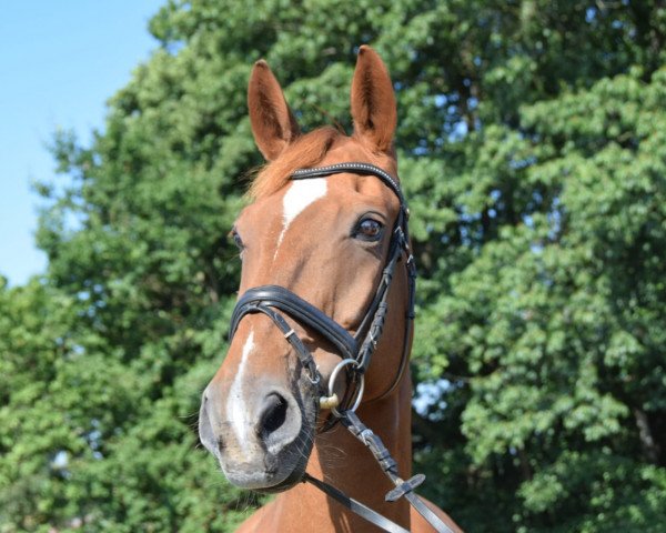 dressage horse Bentley 67 (Hanoverian, 2000, from Bogenschuetze)