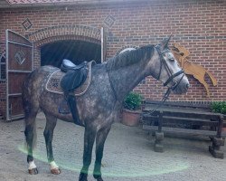 jumper Kampari 10 (Holsteiner, 2015, from Kannan)