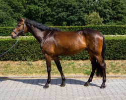 jumper Larcon's Hero (Holsteiner, 2015, from Larcon)