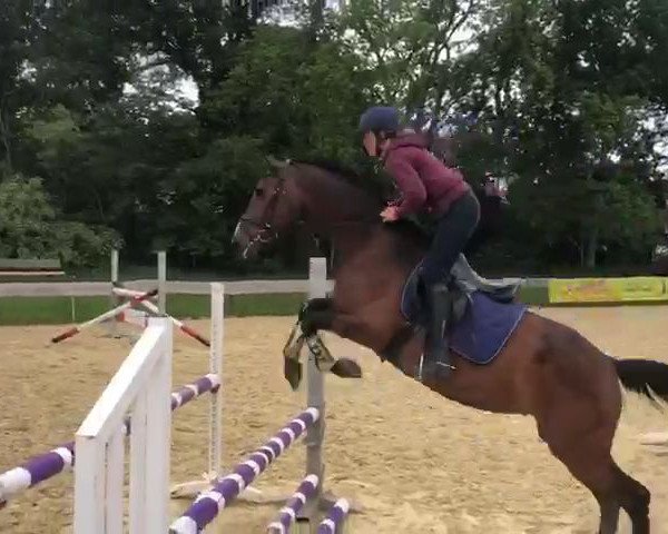 jumper Castanh'a VC (Rhinelander, 2003, from Contender)