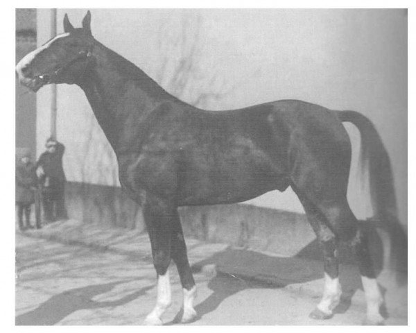 stallion Flitter 2964 (Hanoverian, 1926, from Flint)