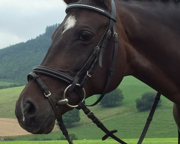 dressage horse B-Kimberley (German Riding Pony, 1999, from Dino B) dressage horse B-Kimberley (German Riding Pony, 1999, from Dino B)