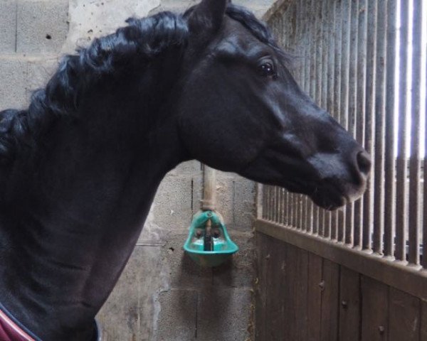 Pferd Montreal (Deutsches Reitpony, 2014, von Heidehof's Mexiko)