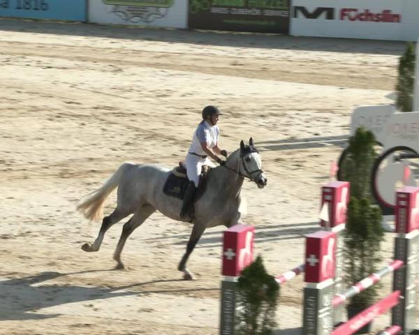 Tournoi Équestre Wädenswil 2026