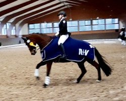 broodmare Heaven so sweet 2 (Hanoverian, 2006, from Hochadel)