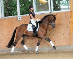 dressage horse Dario (Rhinelander, 2017, from Discover 7)