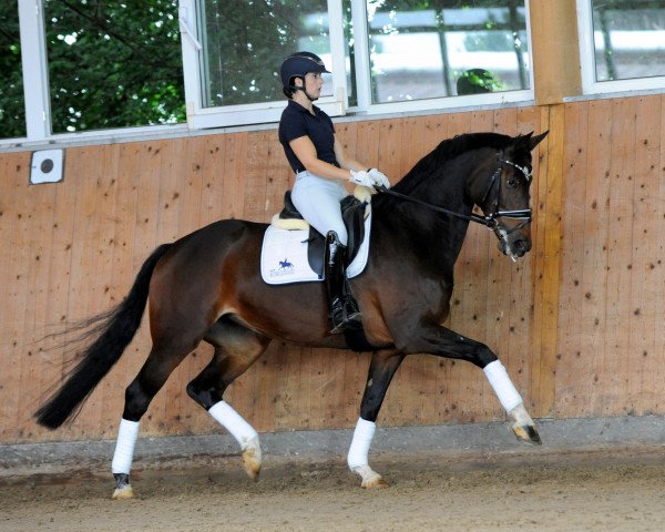 dressage horse Glückskind 7 (Mecklenburg, 2014, from Grey Flanell)