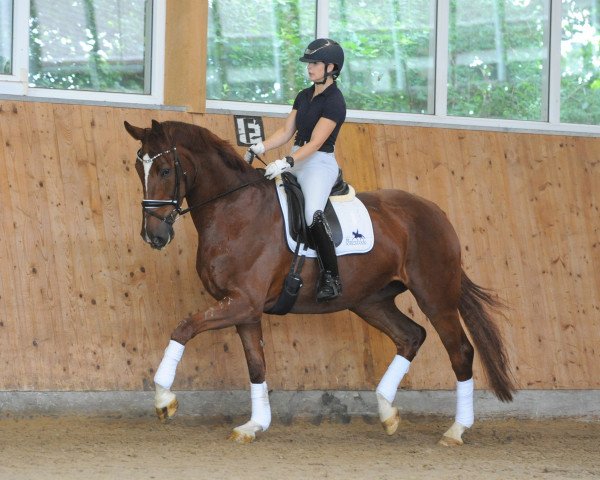 horse Ercolano (German Sport Horse, 2016, from Equitares)