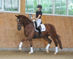 Pferd Ercolano (Deutsches Sportpferd, 2016, von Equitares)