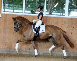 Pferd Envogue (Deutsches Reitpferd, 2016, von Equitares)