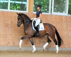Pferd Dolce Vita (Deutsches Sportpferd, 2017, von Discover 7)