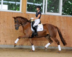 Pferd Discovery (Deutsches Sportpferd, 2017, von Discover 7)