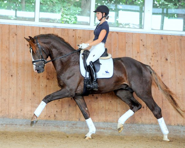 dressage horse Attractive (Rhinelander, 2017, from Ac-Dc 4)