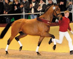 Deckhengst Sir Schiwago (Bayer, 2006, von Sir Donnerhall I)
