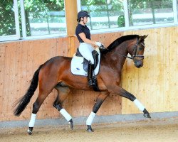 Pferd Agassi (Mecklenburger, 2016, von Ac-Dc 4)