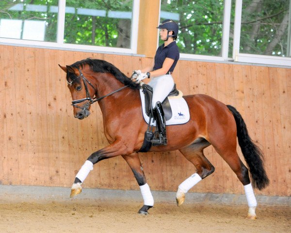 dressage horse Adlon (Mecklenburg, 2016, from Ac-Dc 4)
