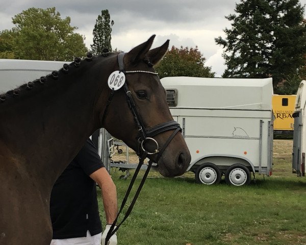 broodmare Herzbeben vom Schönbuch (Trakehner, 2015, from E.H. Millennium)