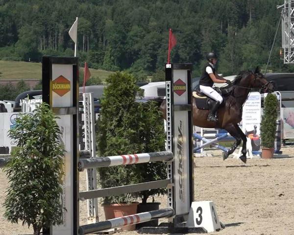 Ride turnering Hitzkirch 2026