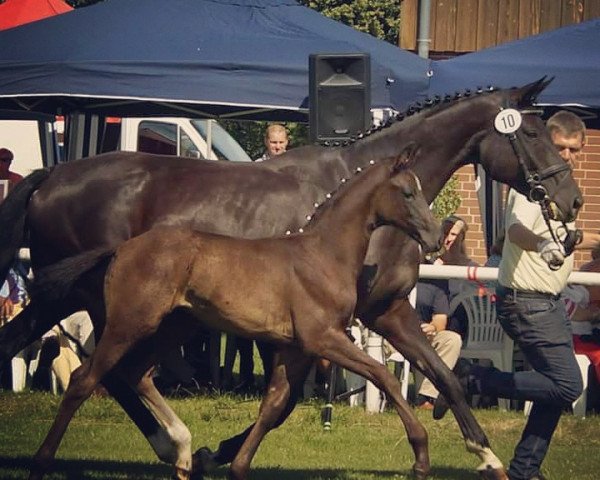 horse Daddy's Honey (Hanoverian, 2016, from Don Index)