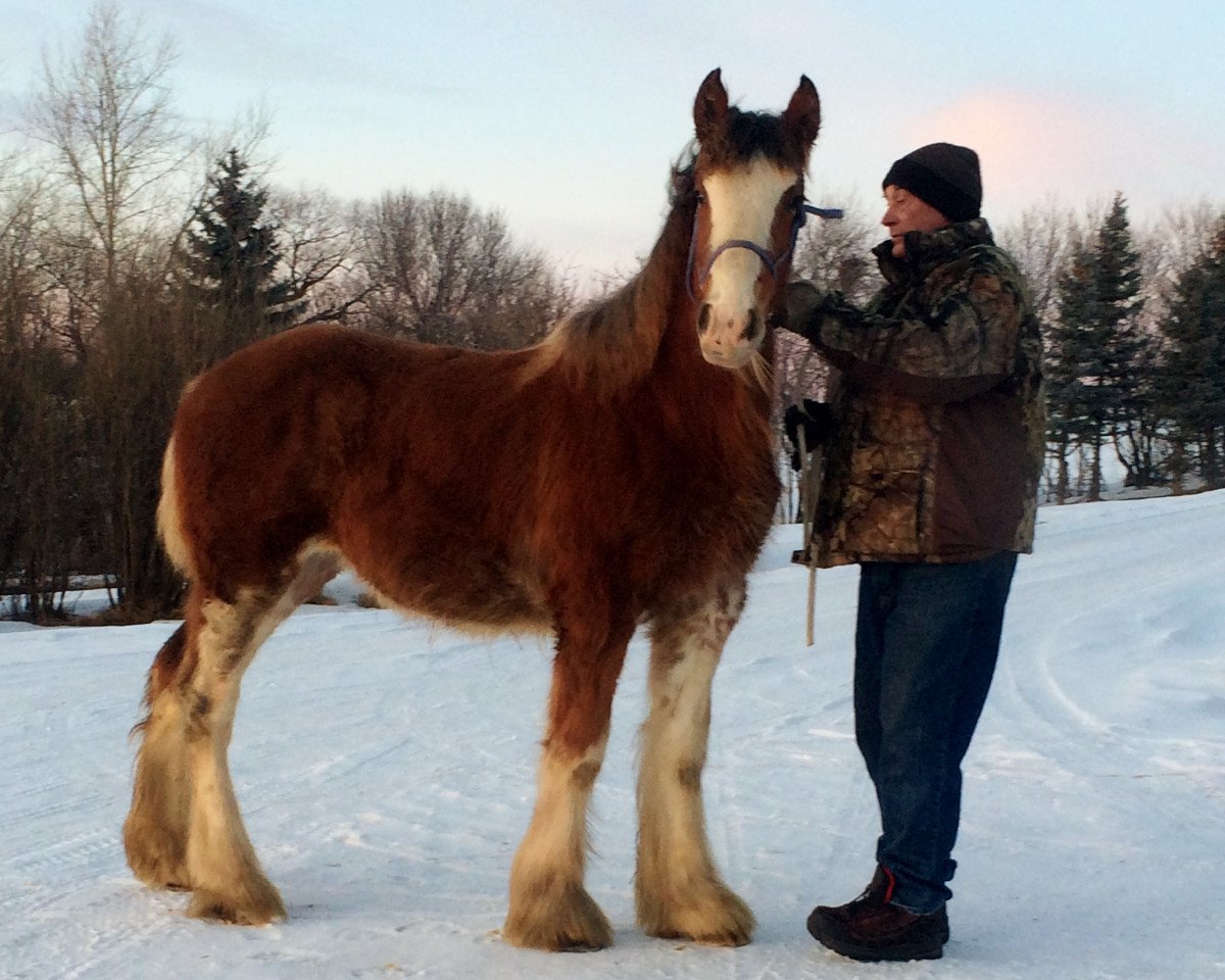 broodmare Hill Topper Sky's Cloud (Clydesdale, 2015, from Zorra Highland Above's Sandman)