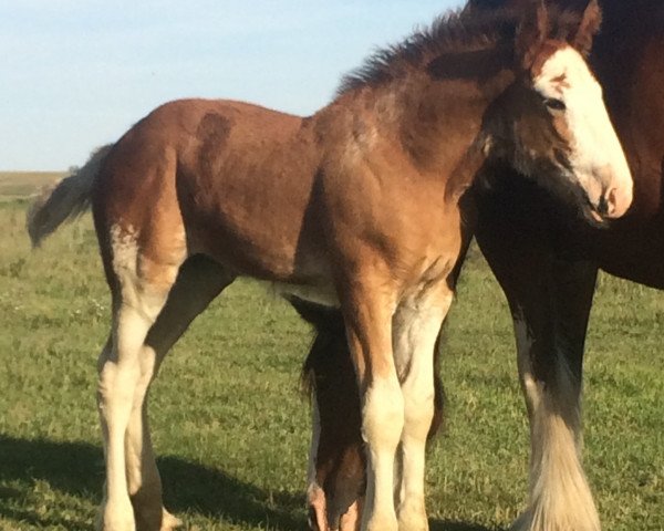 horse Hill Topper Gwyneck's Vivian (Clydesdale, 2016, from Zorra Highland Above's Sandman)