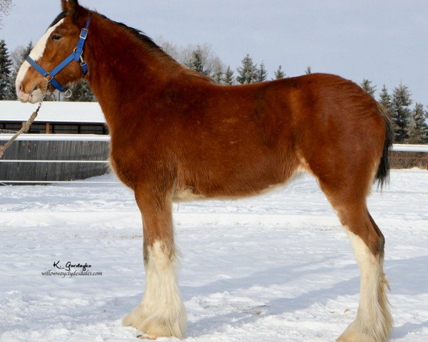 Pferd Hill Topper Grace's Amazing (Clydesdale, 2018, von Willow Way Prozac)