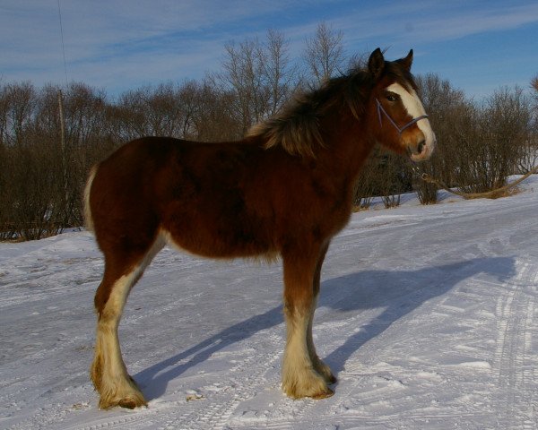 Zuchtstute Hill Topper Charm's Holly (Clydesdale, 2014, von Madsen's Rising Tide)