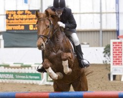broodmare Laureen (Westphalian, 2001, from Laurentianer)