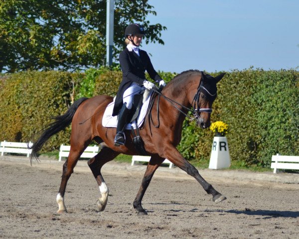 Dressurpferd Sunny Dancer (Oldenburger, 2003, von Sunny-Boy)