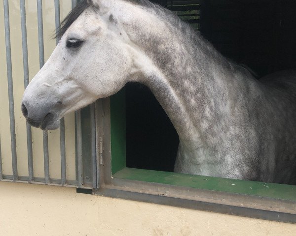 jumper Charlotta 58 (German Sport Horse, 2014, from Cassico)