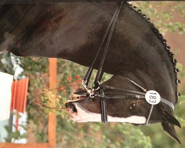 Dressurpferd Riverdance 29 (Bayer, 2000, von Riccione)