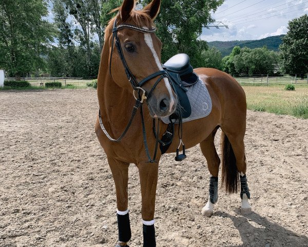 horse Belissia K (German Sport Horse, 2013, from Belissimo NRW)
